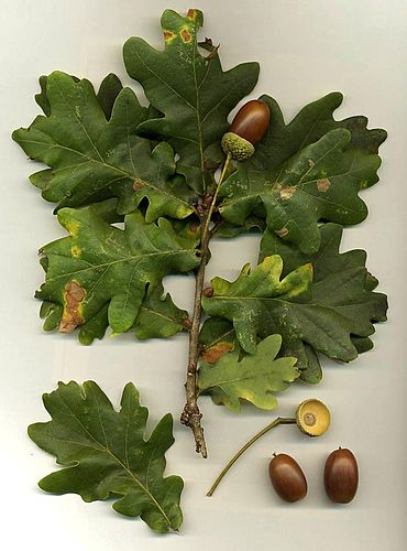 Quercus robur